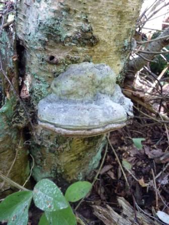Hoof Fungus (Tony Leech)